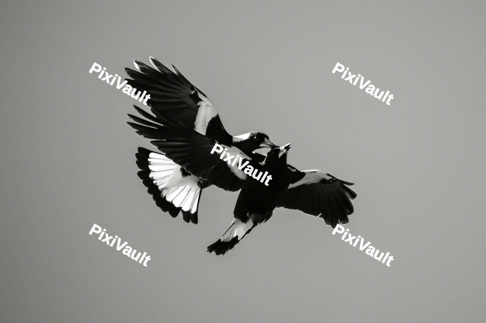 Magpies Bird